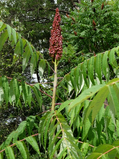 {Rhus glabra}